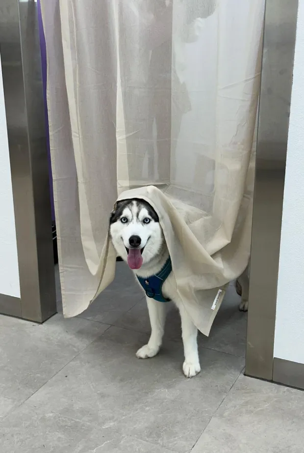 A dog sticking its tongue out with a curtain draped over its head