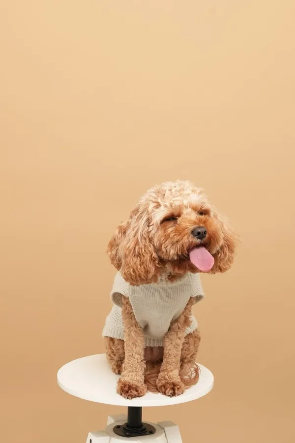 A dog sitting on a stool with eyes closed and tongue sticking out
