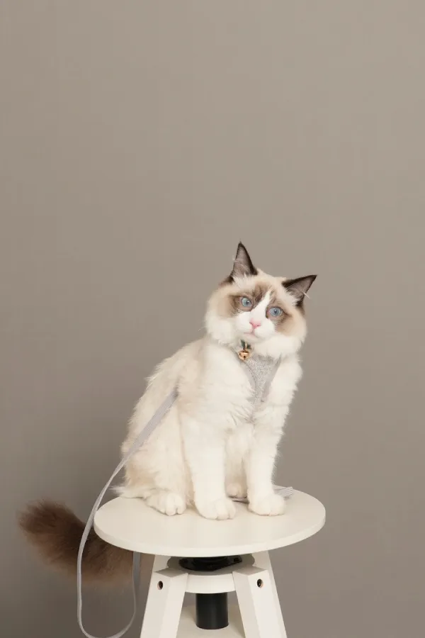 A cat sitting on a stool