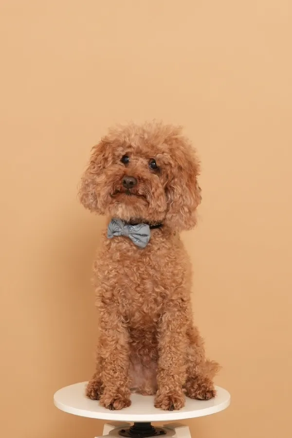A dog sitting on a stool